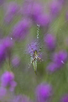 Arachnids Gallery: Wasp Spider - on Web - Cornwall - UK