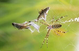 Argiope Gallery: Wasp / Zebra / Tiger SPIDER - female in web, wrapping