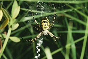 Images Dated 27th May 2010: Wasp / Zebra / Tiger SPIDER - female on web