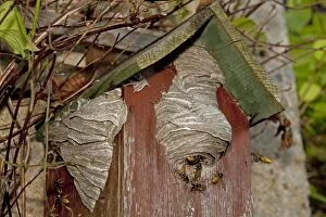 Nest Building Gallery: Wasps - building nest on disused nest box