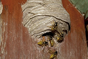 Nest Building Gallery: Wasps building nest in disused nesting box