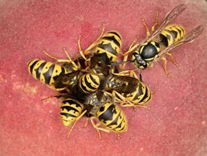 Images Dated 11th October 2004: Wasps Cluster feeding on peach Bedfordshire UK
