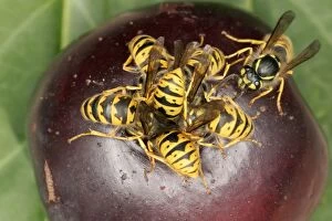 Images Dated 11th October 2004: Wasps Cluster feeding on plum Bedfordshire UK