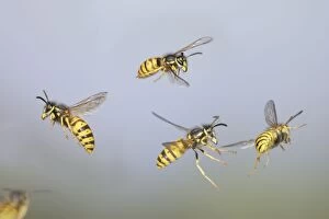 Wasps - Common Wasps in flight