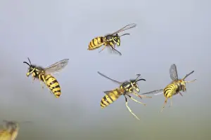 Wasp Prints: Wasps - Common Wasps in flight 8307