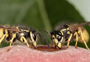 Images Dated 11th October 2004: Wasps Feeding on peach Bedfordshire UK