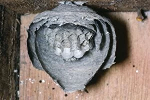 Wasps Nest - Dissected