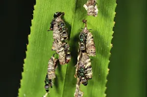 Wasps Prints: Wasps with nest on screw palm - Andasibe-Mantadia National Park - Eastern-central Madagascar
