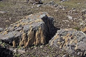 WAT-10138 Lichens - Tableland of Sanetti