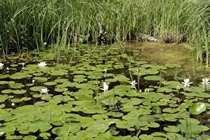 WAT-10578 Pond with waterlily and Common Mares Tail (Hippuris vulgaris L.)