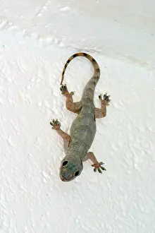 Gecko
