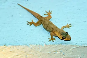 Gecko