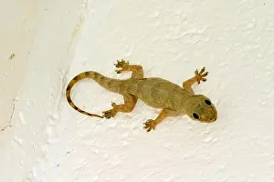 Geckos Prints: Gecko