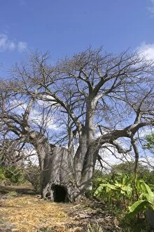 WAT-10735 Baobab / Boab Tree