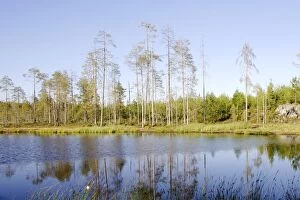 WAT-10754 Finland - Forest