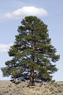 WAT-10978 Ponderosa pine tree