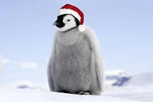 WAT-11259-M Emperor Penguin - chick wearing Christmas hat