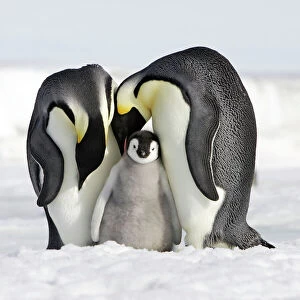 WAT-11382-C-M Emperor Penguin - adults with chick with present at feet