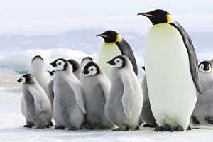 Galleries: Penguins Collection