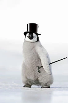 WAT-11396-M2 Emperor Penguin - chick wearing woolly hat