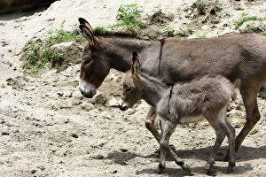 Donkeys Gallery: WAT-11534