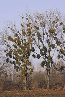 WAT-11832 Mistltoe - growing on Poplars
