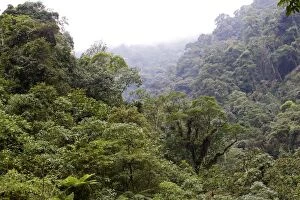 WAT-12039 San Isidro Tropical Rainforest
