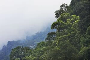 WAT-12041 San Isidro Tropical Rainforest