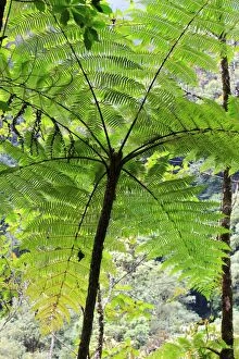 WAT-12047 Venezuela - San Isidro Tropical Forest with trees fern