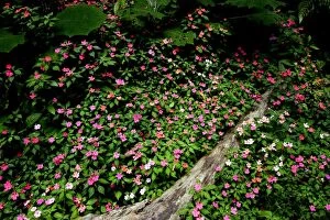 WAT-12056 Periwinkle flowers - in San Isidro forest