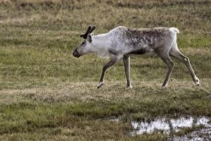 WAT-12378 Reindeer / Caribou - domestic