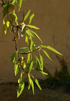 WAT-12396 Almond tree & fruit in a garden