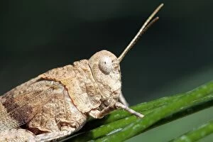 WAT-12458 Egyptian Grasshopper - adult