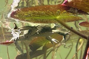 WAT-12533 Edible frog - in water from underneath