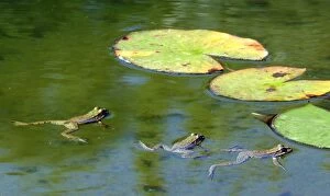 WAT-12538 Edible frog - three in water
