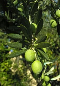 WAT-12601 Olive verdale - in a garden