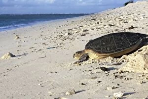 WAT-12675 Green Sea Turtle - on beach
