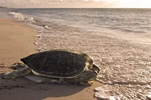 WAT-12679 Green Sea Turtle - on beach