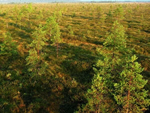 WAT-12686 Estonia - Peat bog in Nigula national park
