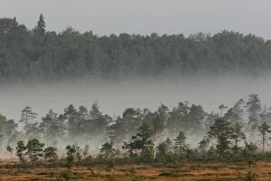 WAT-12687 Estonia - Peat bog in Nigula national park