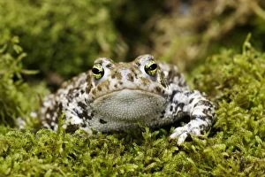WAT-12870 European Green Toad