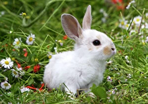 WAT-12879-C Domestic Rabbit - outside amongst daisies