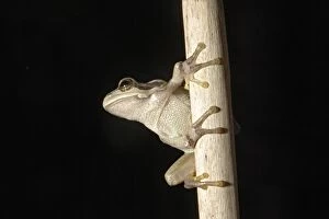 WAT-12892 European Treefrog