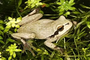 WAT-12893 European Treefrog - in water