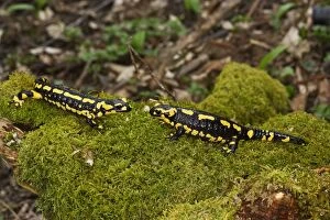 WAT-12899 Fire Salamander - two facing each other