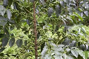 WAT-13142 Coffee Plant - with berries