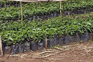 WAT-13202 Coffee Plants