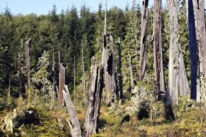 WAT-13233 Temperate Rainforest - Lichens
