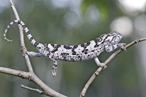 WAT-13425 Flap-necked Chameleon