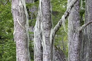 WAT-13586 Lichen - on trees